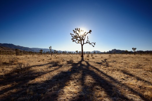 wpid-73_1joshua_tree_national_park.jpg